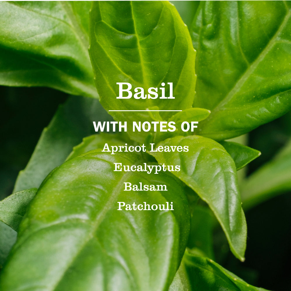 Basil Room Freshener - Image 4